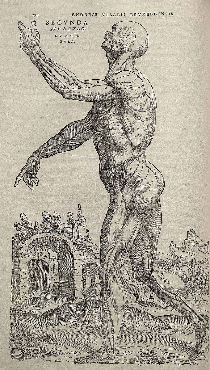 vesalio fabrica
