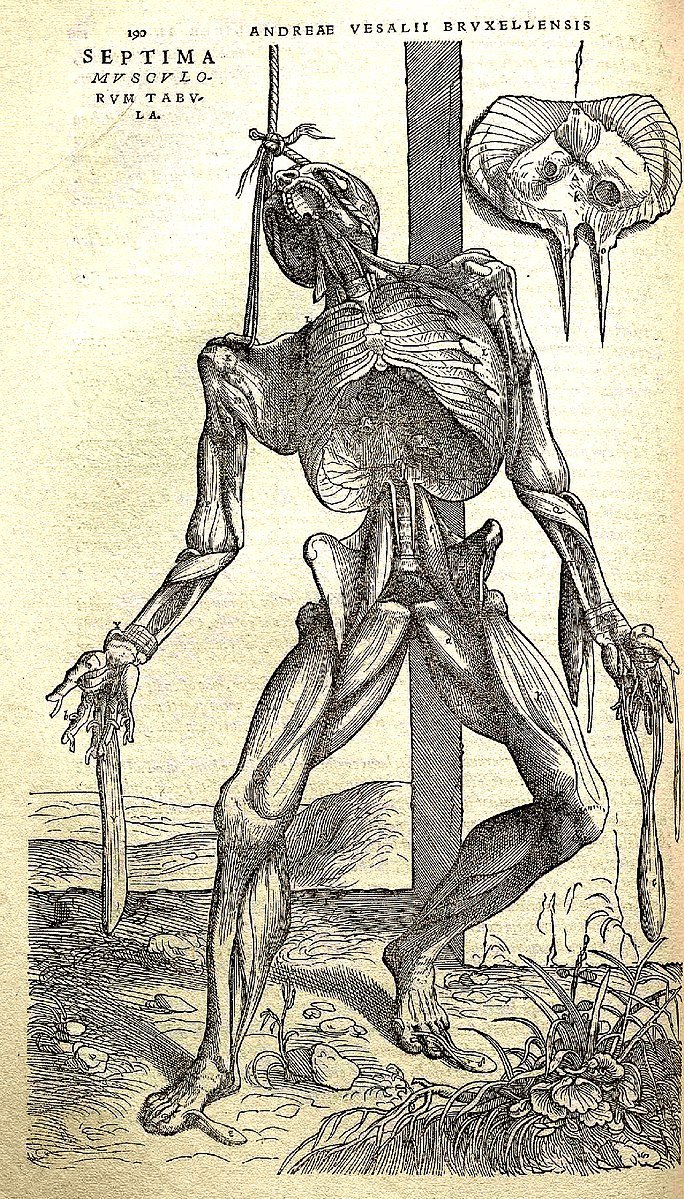 vesalius fabrica 1
