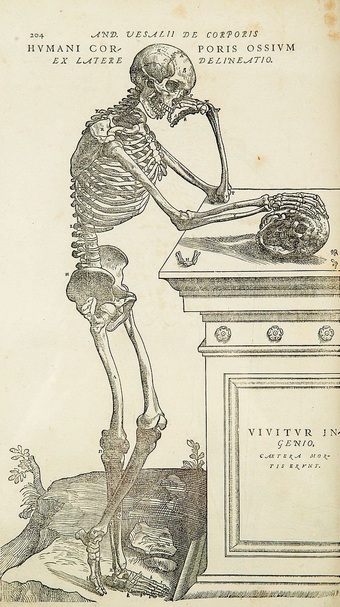 vesalius