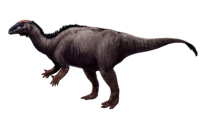dinosaurio Camptosaurus