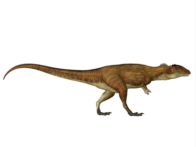 Carcharodontosaurus dinosaurio