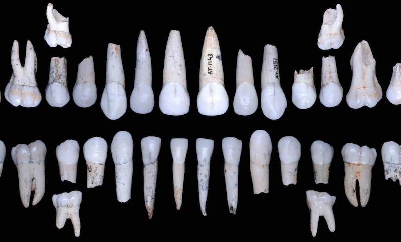 esmalte dental hominidos atapuerca
