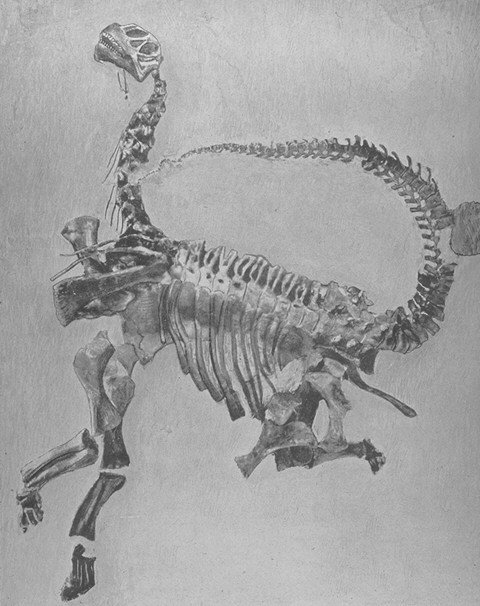 esqueleto camarasaurus