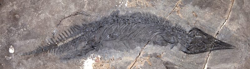 fosil de talatosaurus alaska