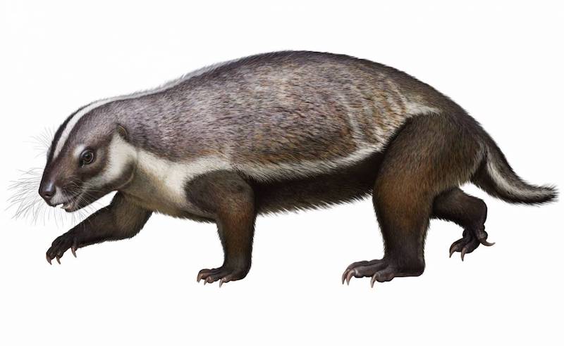 evolucion mamiferos mesozoico