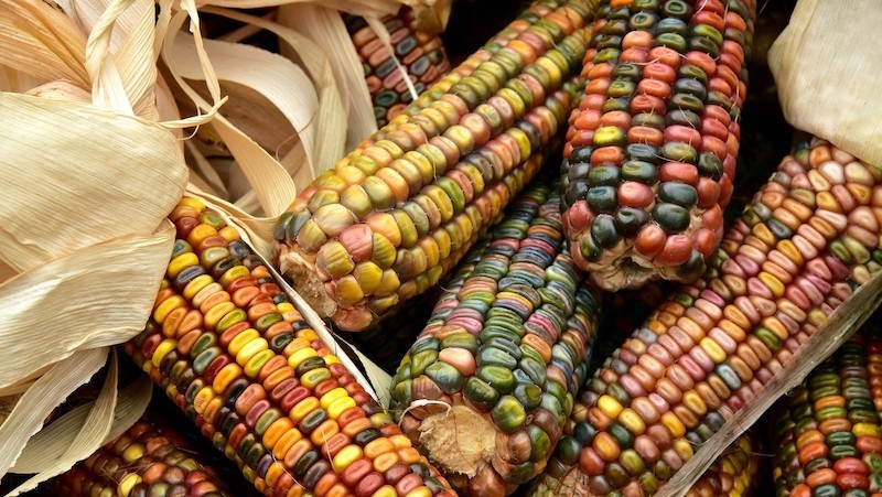 maiz mesoamerica culturas