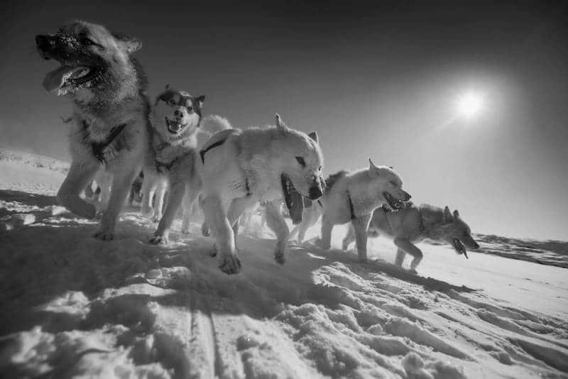 historia perros de trineo