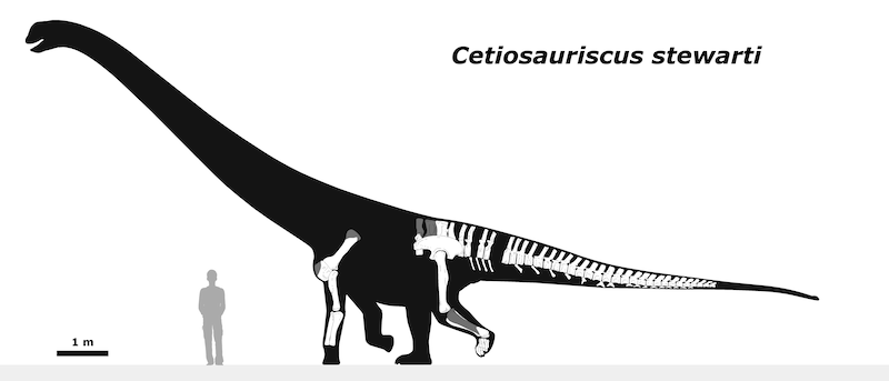 Cetiosauriscus dinosaurio