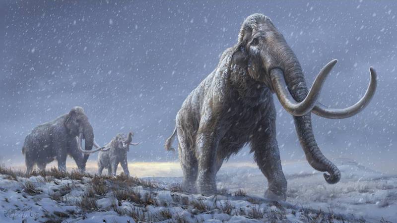 nuevo linaje de mamut