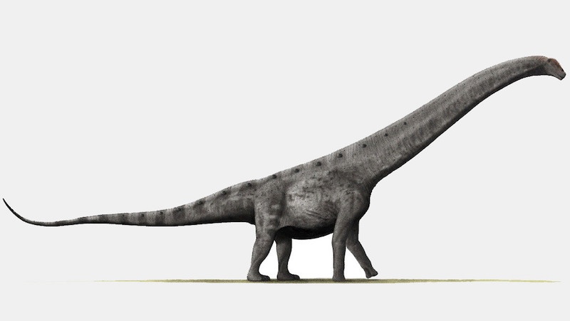 descubren mayor titanosaurio argentina