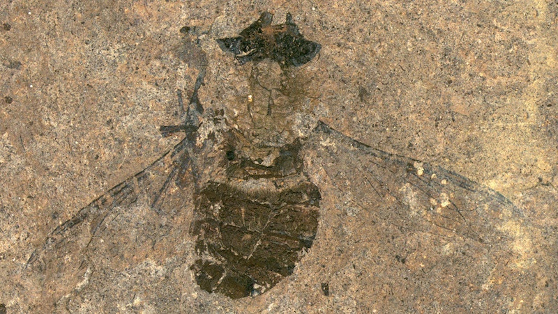 mosca polinizadora eoceno