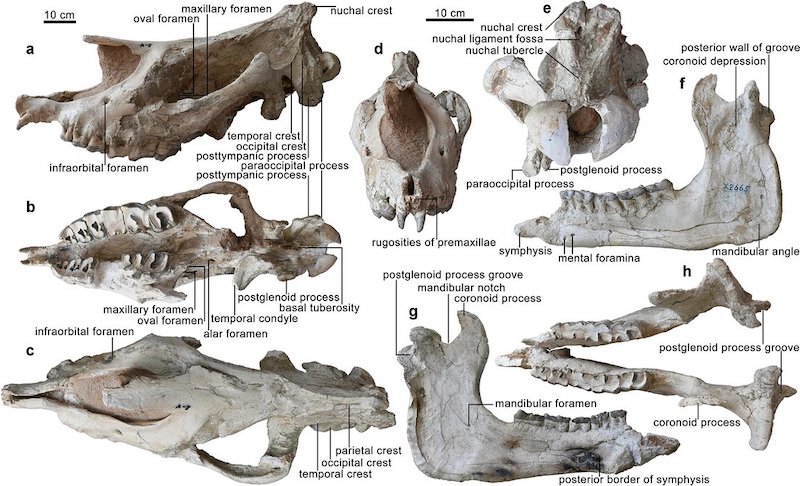 Restos fósiles del Paraceratherium linxiaense