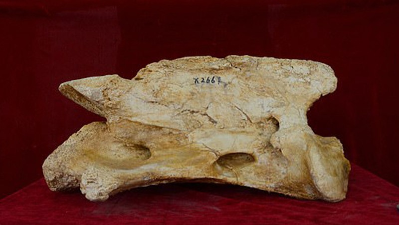 Paraceratherium linxiaense