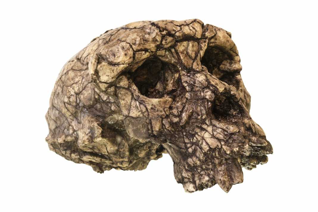 hominidos pre australopitecos