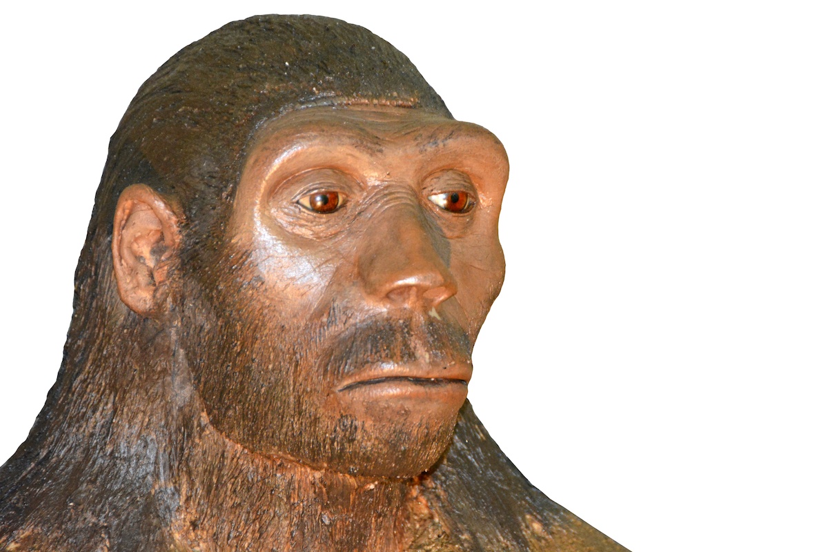 Ancient ancestor. Homo habilis череп реконструкция. Хабилис фото. Человек работающий homo ergaster.