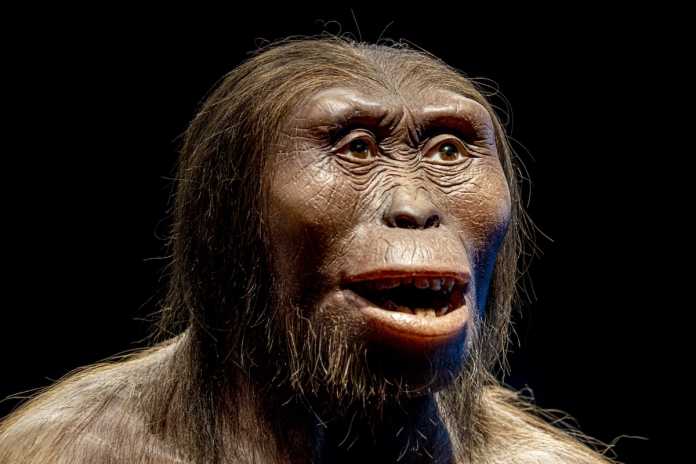 quienes fueron australopithecus