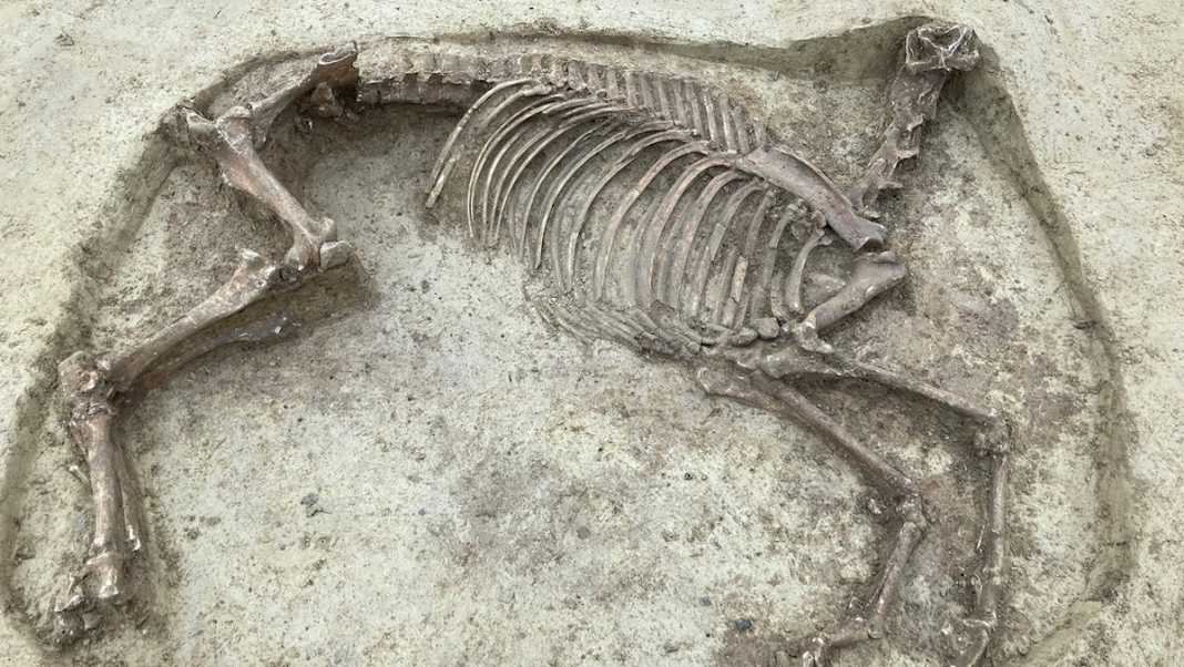 esqueleto caballo alemania