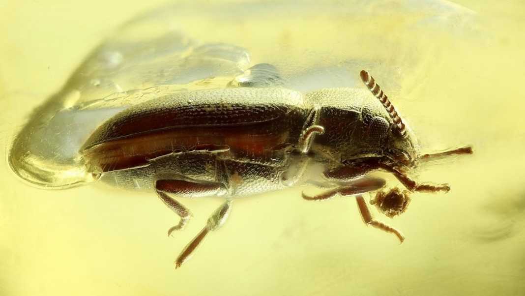 escarabajo ambar rusia