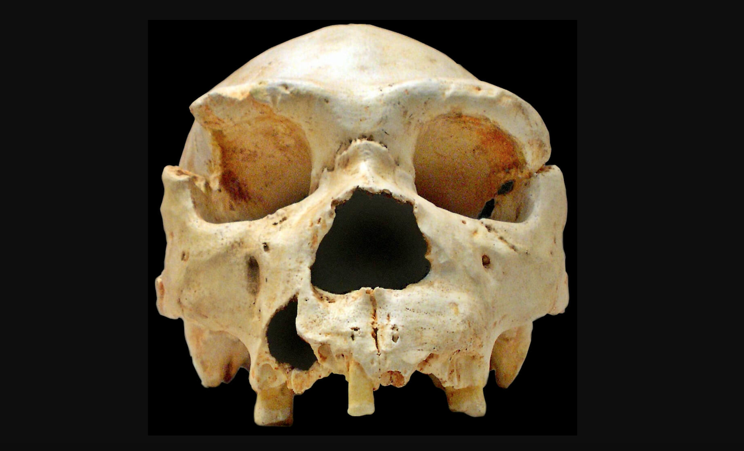 caracteristicas homo heidelbergensis