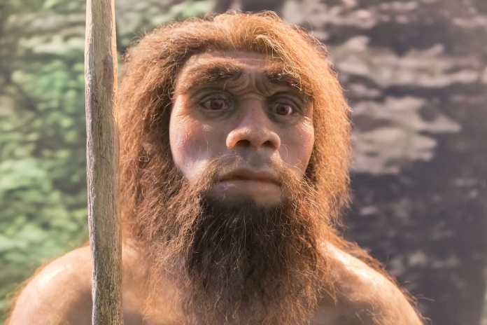 caracteristicas neandertal