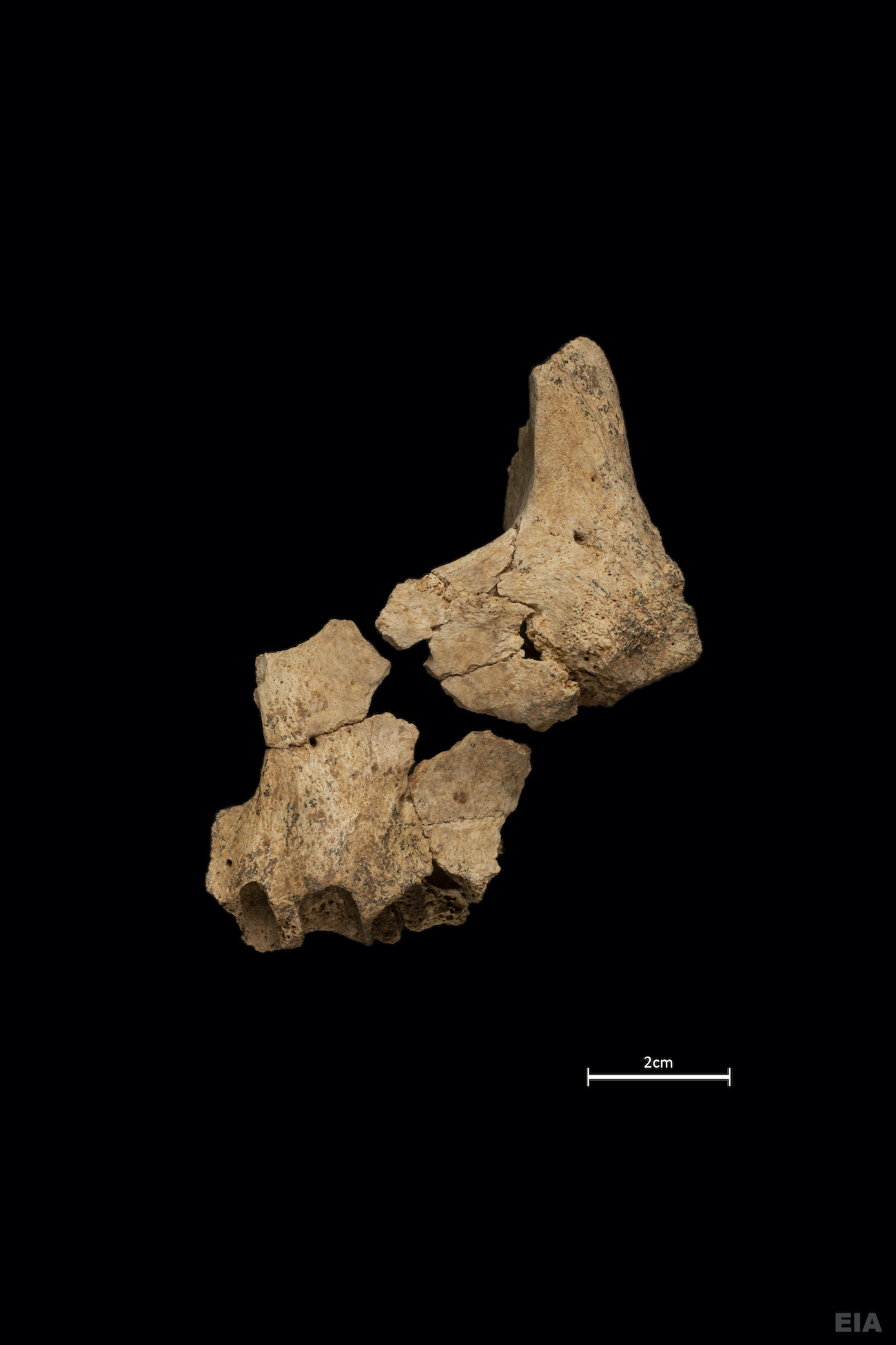 restos primer europeo atapuerca
