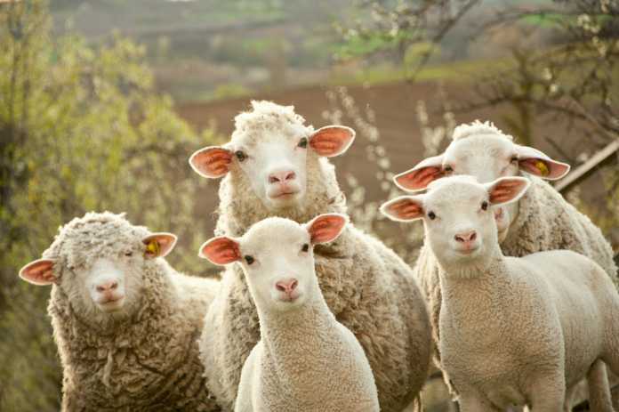 tipos de ovejas mas comunes