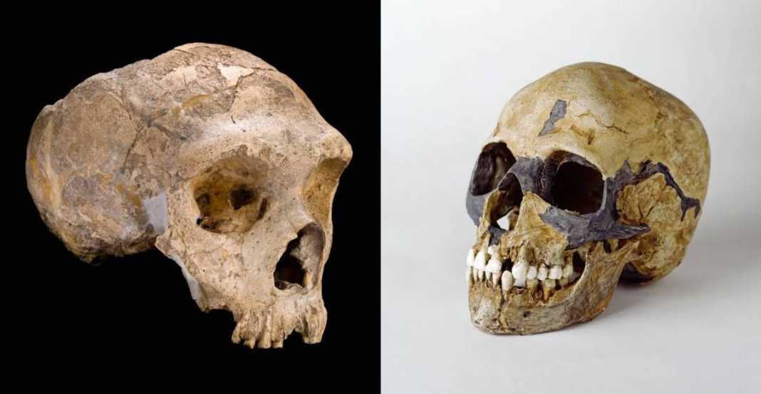 craneo neandertal y homo sapiens
