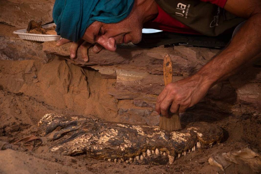 cocodrilos momias egipto