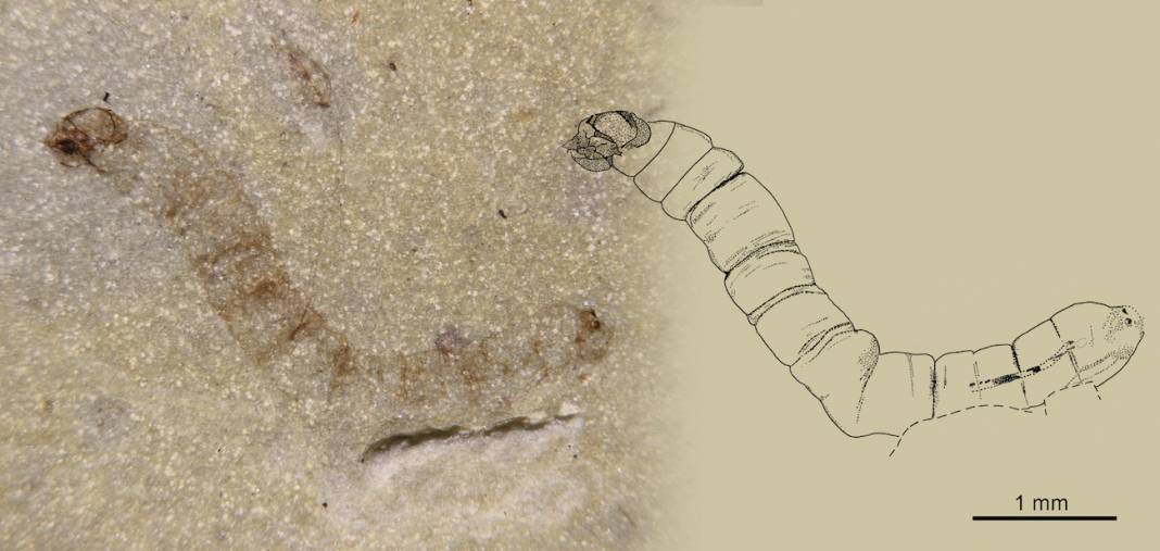 La más antigua larva de mosquito del planeta.