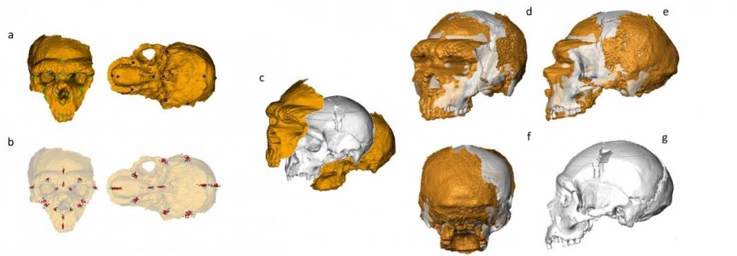 El neandertal más antiguo y completo.