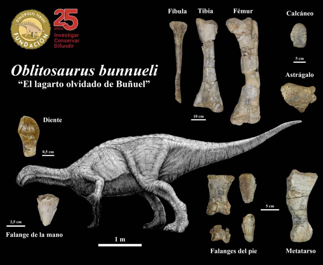 El mayor dinosaurio ornitopodo encontrado en Teruel.
