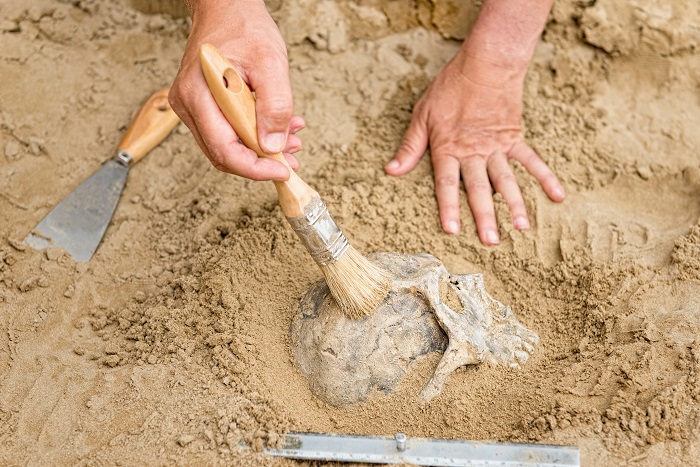 Manos de un arqueólogo desenterrando un cráneo de la tierra