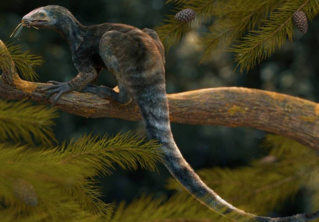 Descubren huesos del Venetoraptor en Brasil.