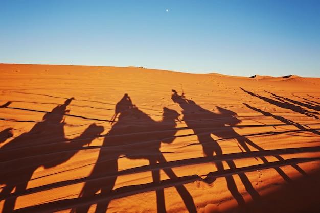 Foto gratuita sombras de camellos en el desierto del sáhara merzouga