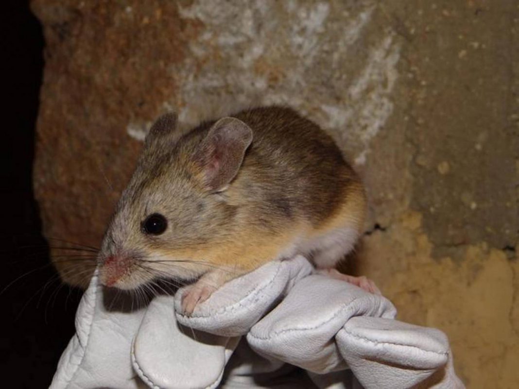 El ratón orejudo puede vivir a seis mil metros de altura.