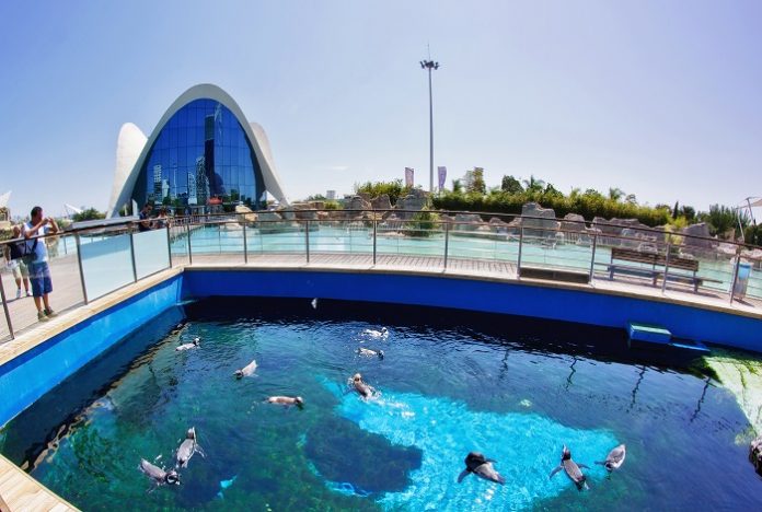 Descubre el fascinante mundo submarino en el Oceanogràfic de Valencia ...