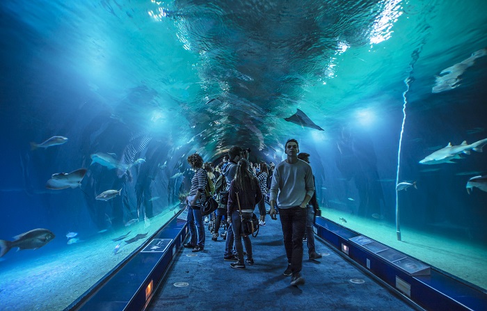 Gente pasando por el túnel submarino del oceanografic de Valencia