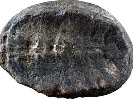 fosil tortuga cretacico
