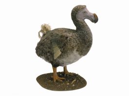 pajaro dodo extincion