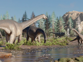 Sidersaura marae dinosaurio