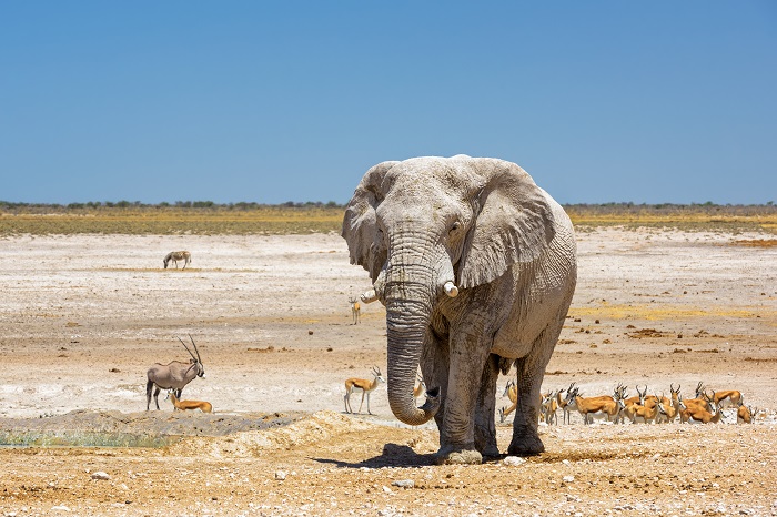 Un elefante en su natural hábitat de África junto a otros animales