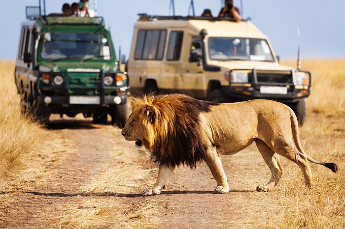 Un León de África cruzando un camino donde hay dos todoterrenos