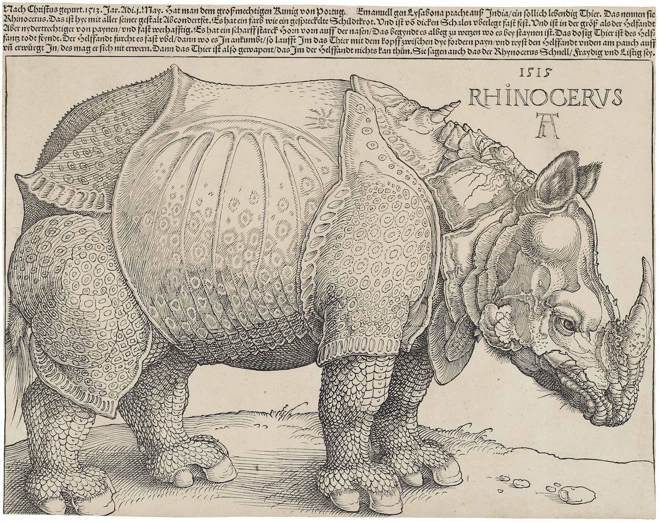 obra rinoceronte durero