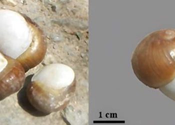 caracoles cocidos 7 mil anos tunez caracoles cocidos 7 mil anos tunez