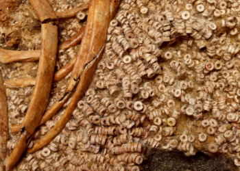 Miles de cuentas se hallaron en una tumba en Montelirio.