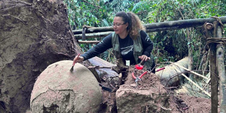 Siete urnas de cerámica ha sido hallado en Brasil luego de la caída de un árbol.