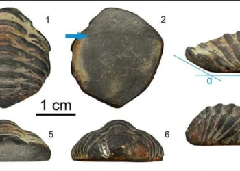 Un trilobite ha sido encontrado en España y era un amuleto.