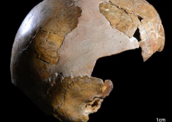 Análisis de restos óseos redefine los orígenes de la hibridación humana-neandertal