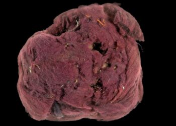 Descubren una industria de imitación del púrpura Real de Murex.