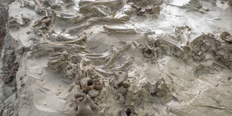 Descubren un entierro ritual de un perro en excelente estado de conservación.